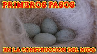 CRIA - PRIMEROS PASOS DE LA CONSTRUCCION DEL NIDO