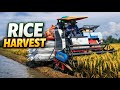 Modern Rice Farming: Harvesting Golden Fields with a Combine Harvester