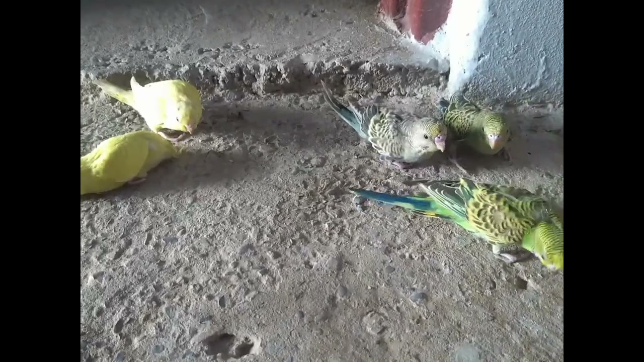 cute baby parrots playing |australian parrots budgies eat sand.