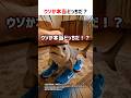 ウソか本当どっちだ！？part30 #動物 #クイズ #ショート #shorts #猫 #なぞなぞ #cat #ブレインロット #brainrots