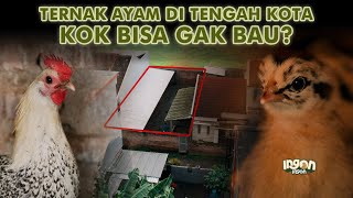 Ternak 500 Ayam Kampung Di Tengah Kompleks Perumahan Tanpa Bau! - Ayam Pancamurti by PecahTelur 405,584 views 3 weeks ago 25 minutes
