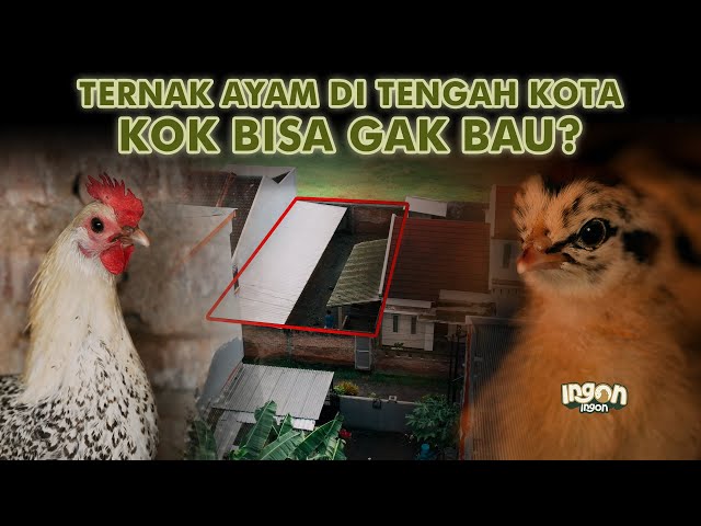Ternak 500 Ayam Kampung Di Tengah Kompleks Perumahan Tanpa Bau!!! class=