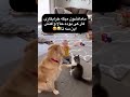 عشق آخر کار کدومشون بود به نظرتون دامپزشکی Veteran Cat Dog Funny 