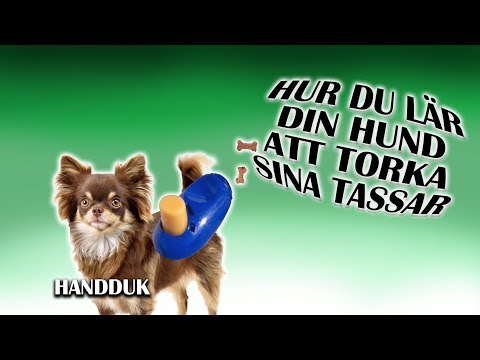 Hur du lär hunden "torka sina tassar"