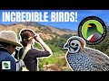 Experience the southeast arizona birding festival a birders paradise