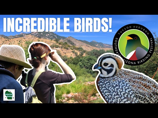 Experience the Southeast Arizona Birding Festival: A Birder's Paradise! class=