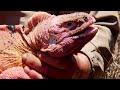 The Rare Pink Iguana of Galapagos | BBC Earth