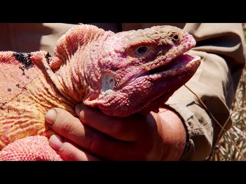 Vídeo: Iguanas Rosa Encontradas Nas Ilhas Galápagos