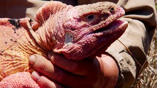 The Pink Iguana of Galapagos | BBC Earth The Pink Iguana of Galapagos | BBC Earth