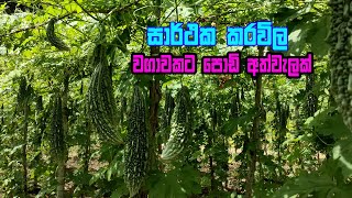 කරවල වගවක මහම කරල බලම Karawila Wagawa Sinhala Bitter Gourd Cultivation