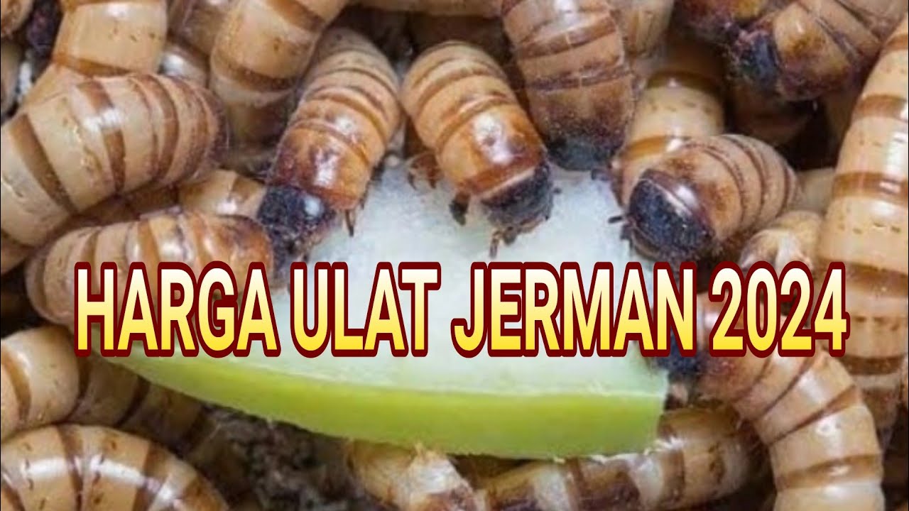 Harga ulat jerman 2024