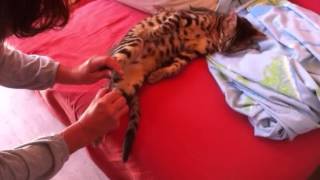 Couper Les Ongles Du Chat Bengal