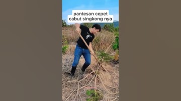 PANTESAN CEPET CABUT SINGKONG NYA #shorts