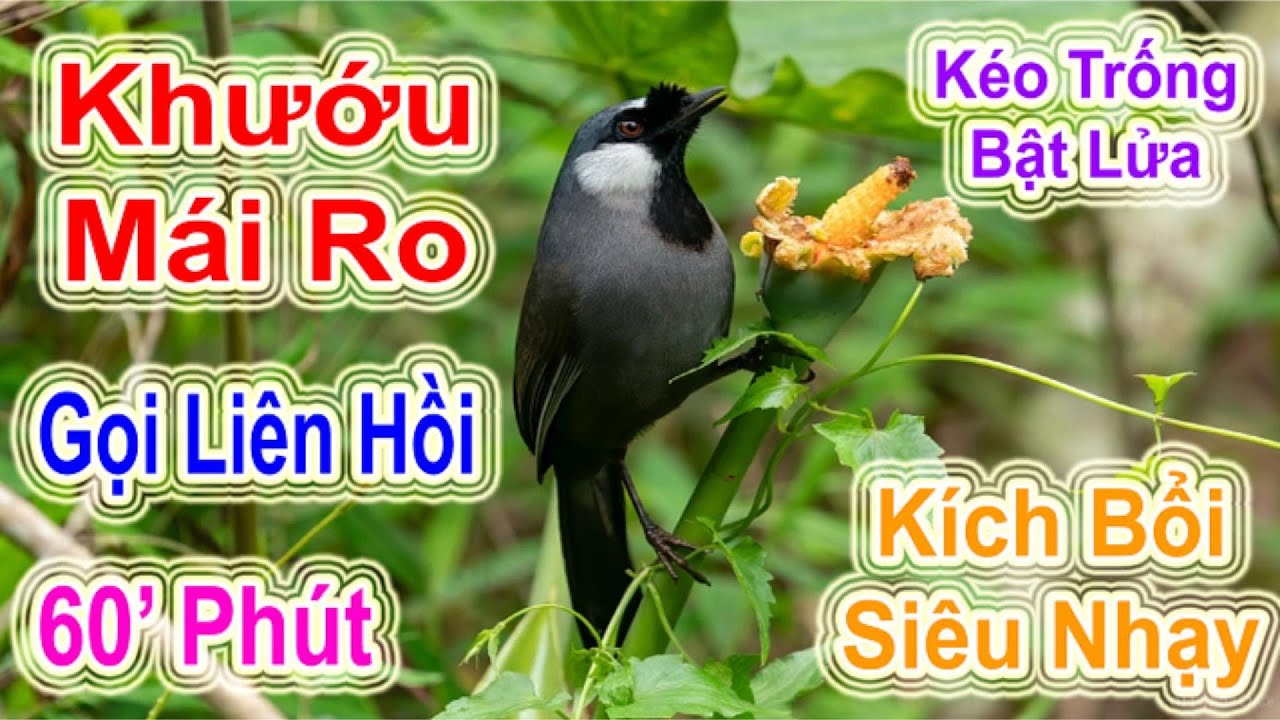 Khướu Mái Ro Gọi Liên Hồi 60 Phút – Kéo Trống Bật Lửa, Kích Bổi Siêu Nhạy