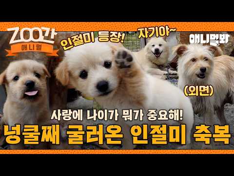 .🐶 그나저나 <strong>10마리</strong> 인절미들 너무 귀엽잔하...😍 I EP.1281 #TV동물농장 #AnimalFarm #애니멀봐