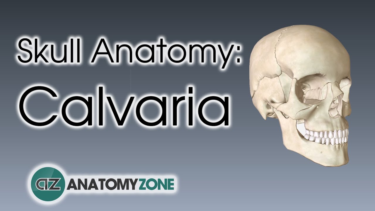 Bones of the Calvaria Skull Anatomy YouTube