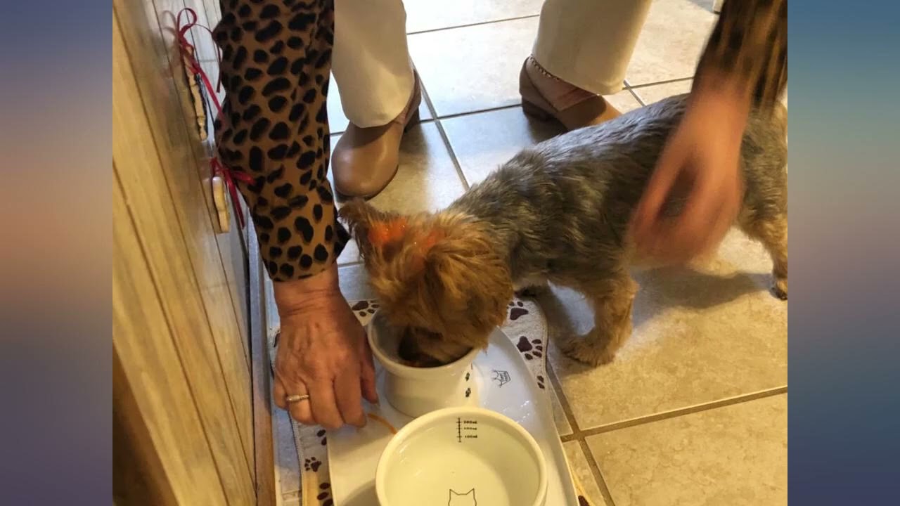 Necoichi Dining Tray (Double) review