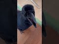 オヤツをもらったカラスのノノラBGMキジバト2022/11/17KUPPI the Crow