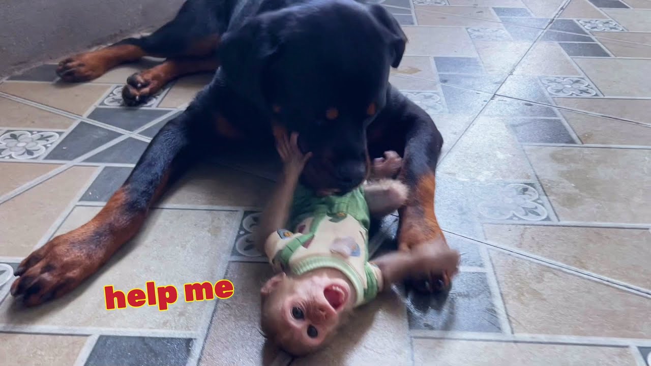 На бесстрашного бедного малыша-обезьянку напала большая свирепая собака, потому что он был слишко...