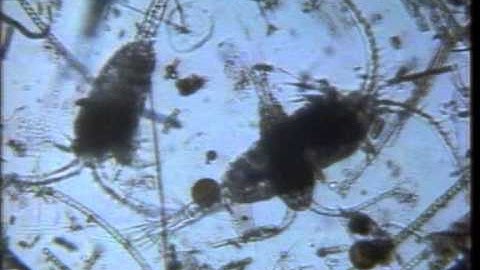 English for environmental science. Unit 2