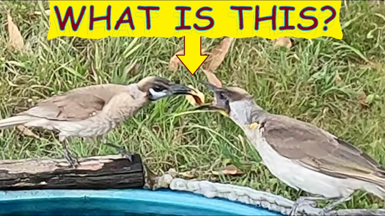 Spring Fledging Crested Pigeon and first fledgling of spring - Little Friarbird chick ...