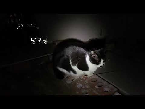맛있는 간식 먹는 마당고양이 고등어