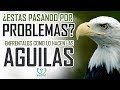 Las mejores reflexiones cristianas - Enfrenta tus problemas como un águila