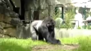 Download Gorila se irrita e agride funcionários de zoológico Vídeos online grátis Terra TV Mp3 Download Gorila se irrita e agride funcionários de zoológico Vídeos online grátis Terra TV Mp3