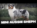 Mini Australian Shepherd: 10 Must Know Facts That You Should Know Before Getting One