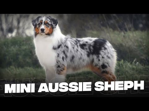 Video: Mini ciobani australian păsează?