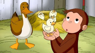 George Cares for Baby Ducklings! 🐥 🐵 Full Episodes 🐵 Curious George | Animal Friends
