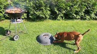 Masha boxer dog. Barbecue in the garden. Episode 14 by Masha the Boxer Dog  from Poland  867 views 2 years ago 54 seconds