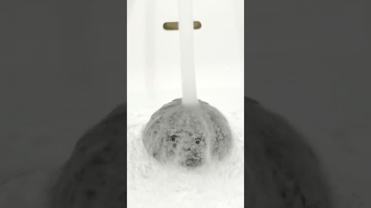 SEVENTEEN Jeonghan Pet Rock (Doljjong) YouTube