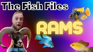 The Fish Files: Rams