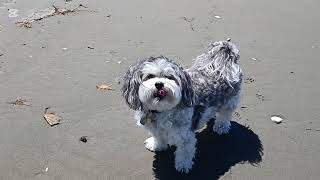 Buddy having fun at the Beach 