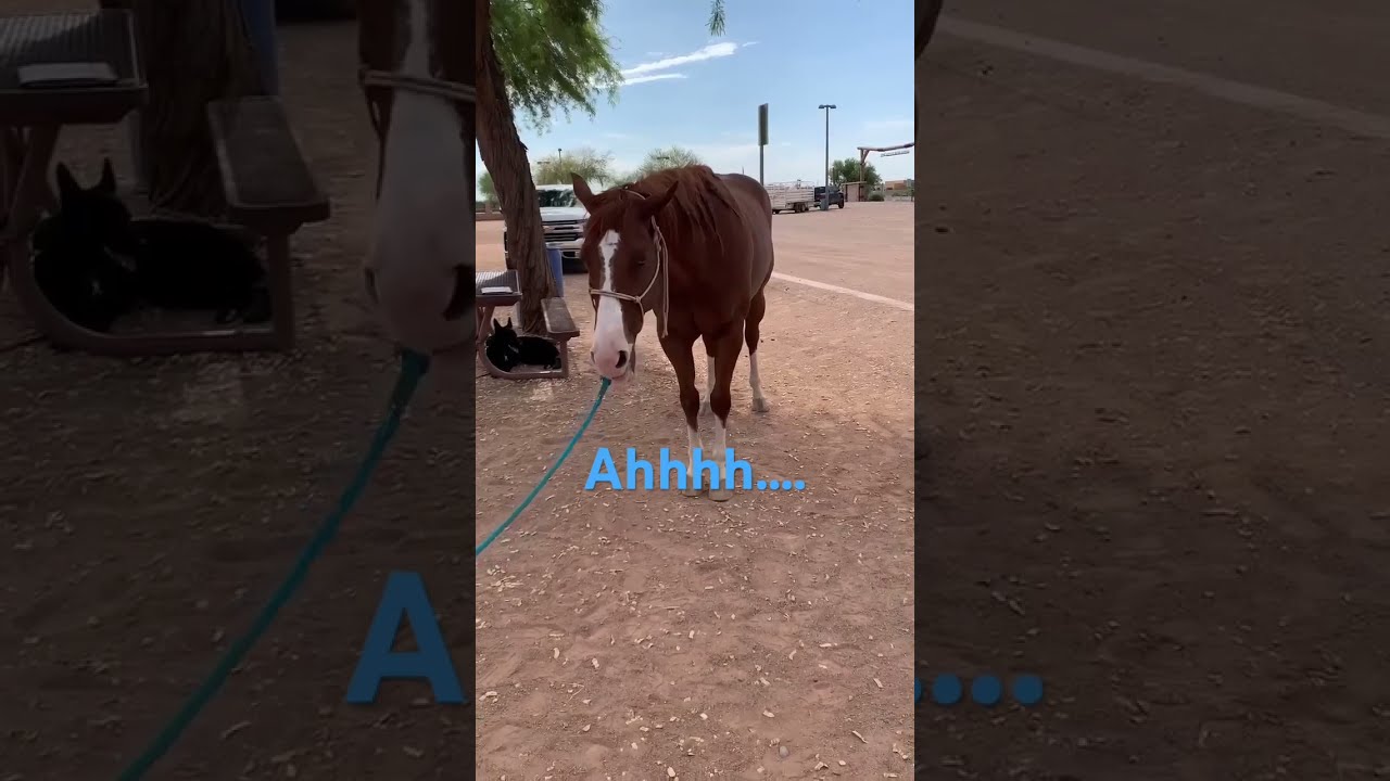 ✨🐴 Dr. Alex | Sport Horse Chiropractic. Poll flexion adjustment! 🐴✨
