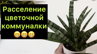 Расселение цветочной коммуналки / рассадка Сансевиерии Бонсель ￼/ #сансевиерия