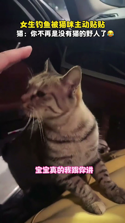 这猫准备收养你了 小猫：他叫我宝宝哎～～～～#萌宠 #cat