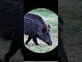 Русская охота на дикого кабана в тайге | Dangerous Wild Boar Hunt #shorts #shortsfeed #shortvideog