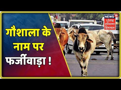 आवारा जानवर बन रहे है मौत का कारण, जानवरो ने मचाया आतंक | Big Bulletin | 22 July|