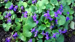 How Long Will I Love You Movie.wmv