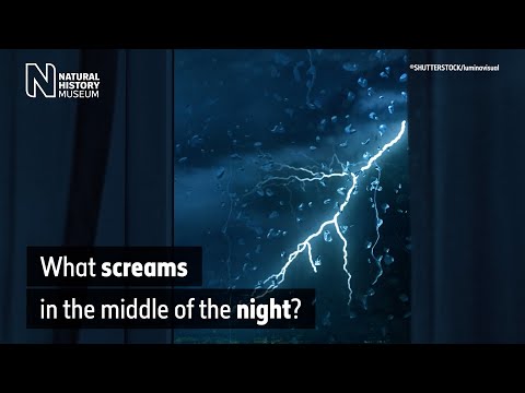 Video: Kurš dzīvnieks naktī izdod skaļu čīkstošu skaņu, Lielbritānija?