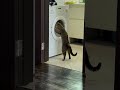 Curious Cat Kneads on Spinning Washer Door