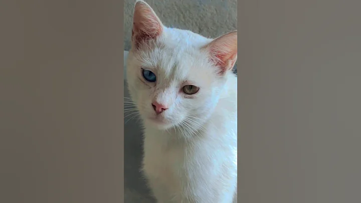 Video 10783981: white turkish angora, cat white blue eyes, cute blue eyes cat, cat white brown