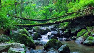 Powerful River Flow in Nature | Soothing Water Sounds for Deep Focus, Beat Stress, Reduce Anxiety