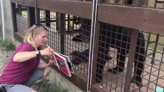 A Chimpanzee Looking at a Special Book Just for Her