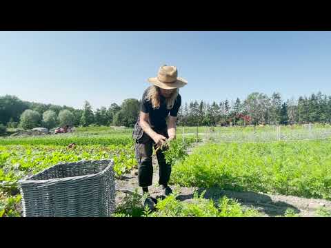 Video: Varför är Morötter Så Populära?