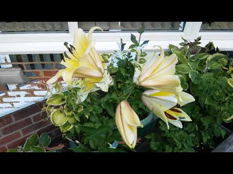 Video: Yellow lilies: types and photos