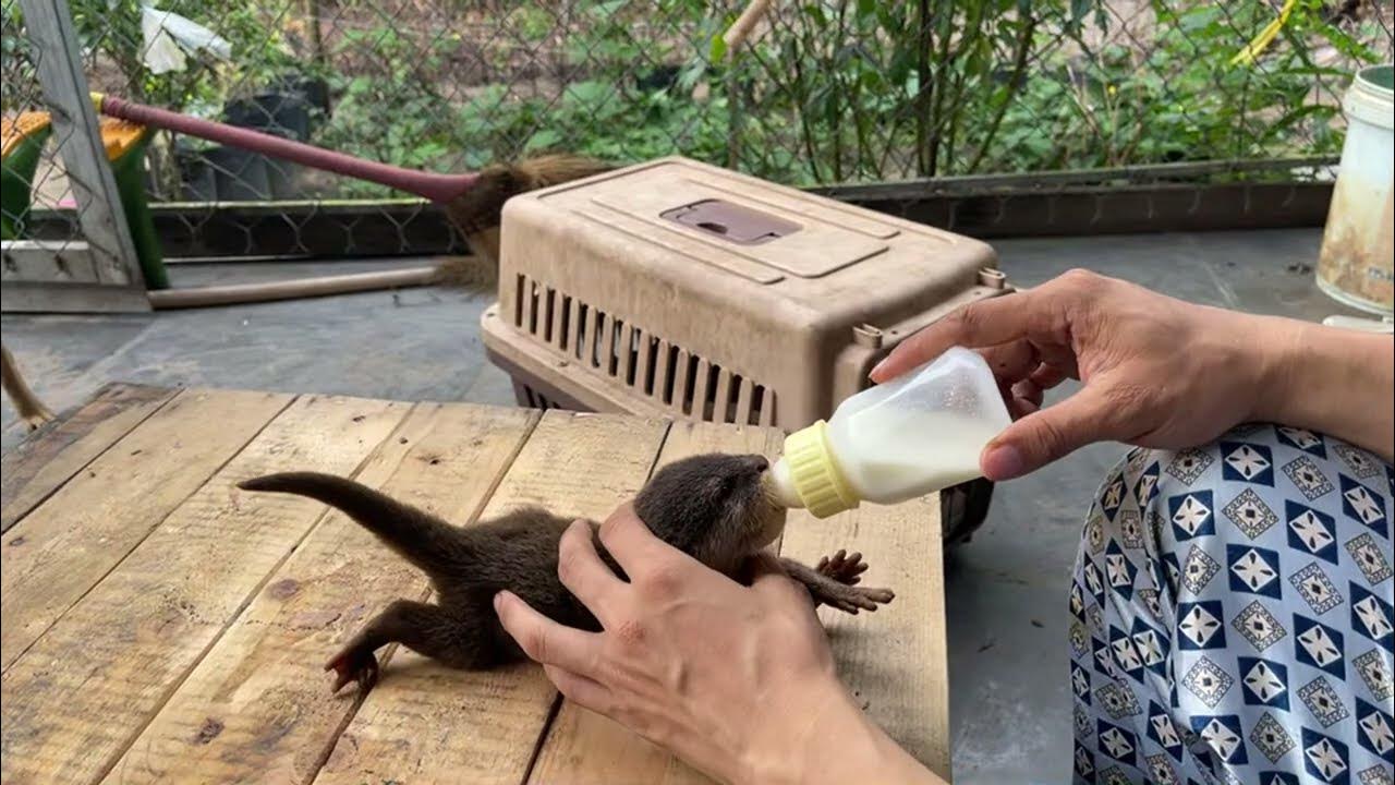 LIVE It’s Time To Feed New Rescued Baby Otters YouTube