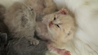 #3 КОТЯТА онлайн Прямая трансляция #3 КОТЯТА онлайн Прямая трансляция